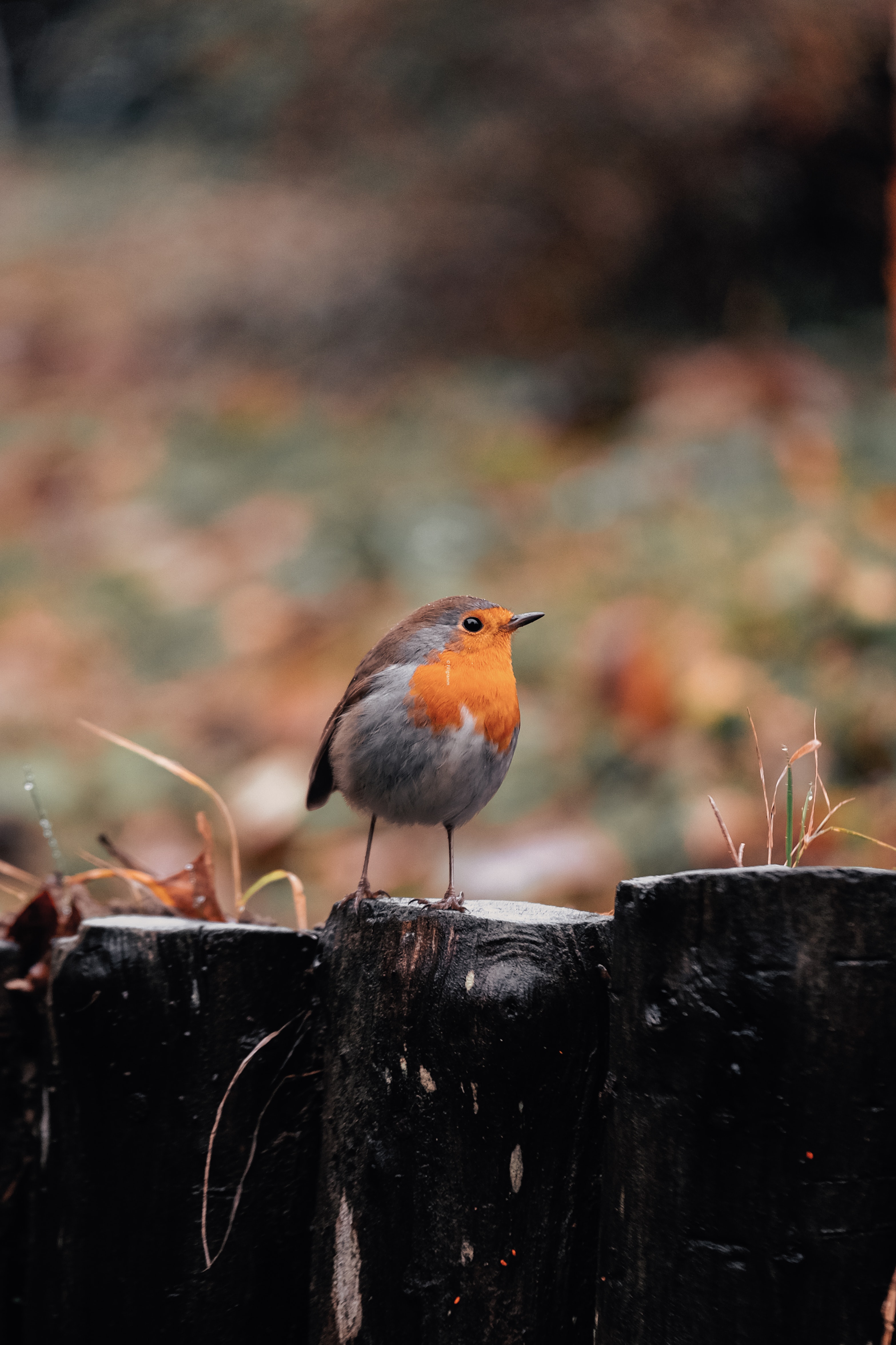 faune