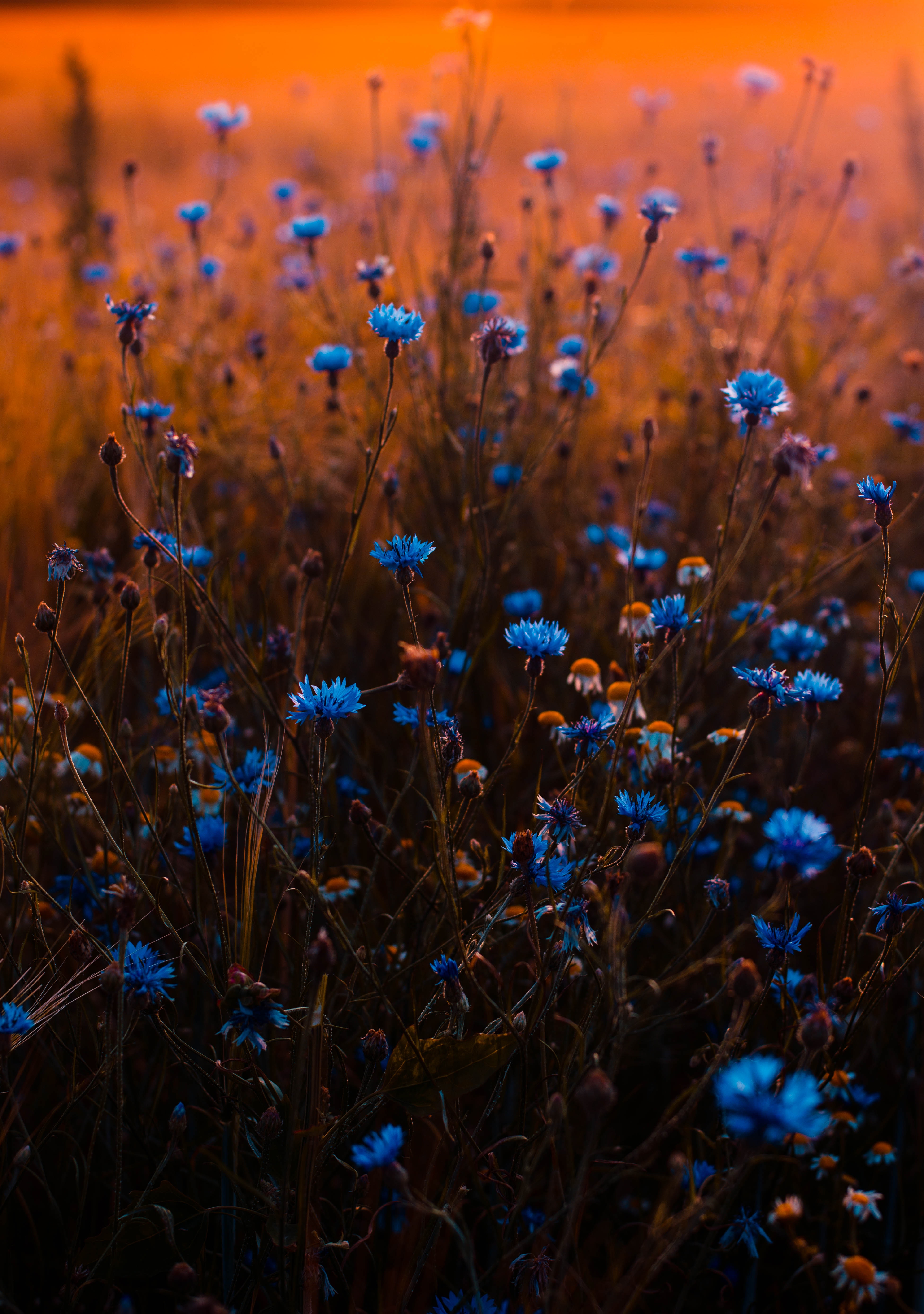 flore