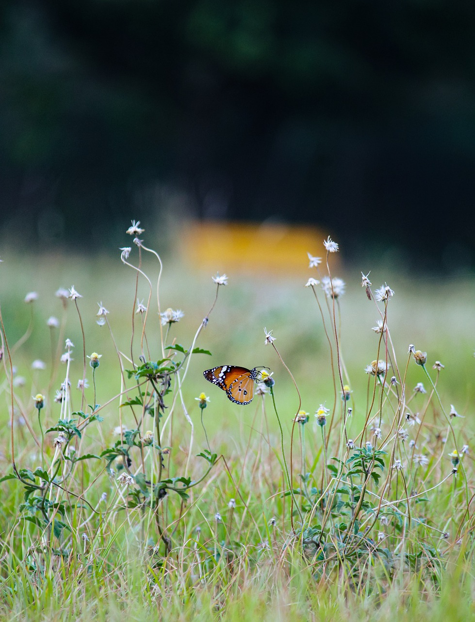 Papillon