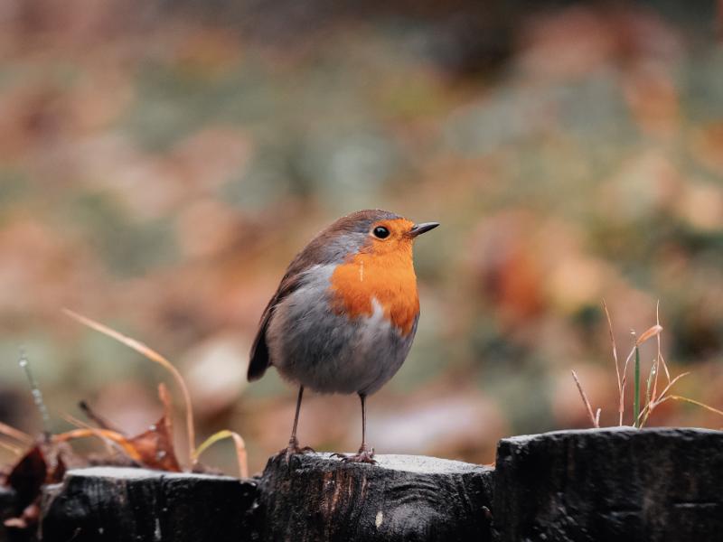 Faune