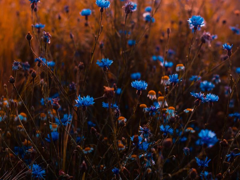 Flore