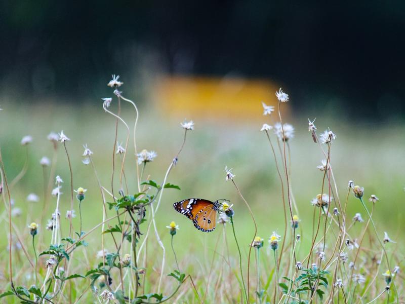 Faune et flore